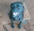 Nega e bob