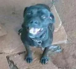 Cachorro ra a pittbul com viralata e shitzu com podle idade 3 anos nome Nega e bob