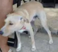 Não possui