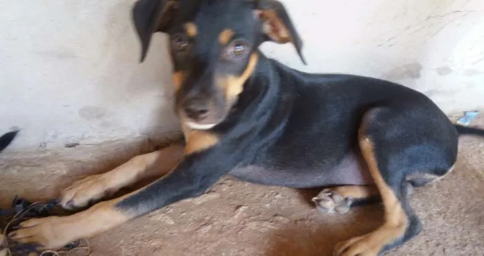Cachorro ra a Vira lata idade 2 a 6 meses nome Sem nome