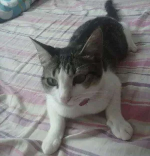 Gato raça  idade 2 a 6 meses nome nyna