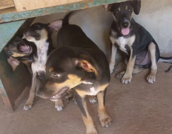 Cachorro ra a Vira lata idade 2 a 6 meses nome Sem nome