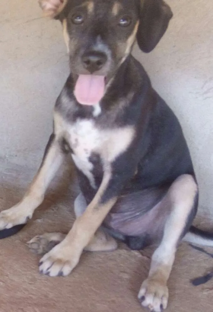 Cachorro ra a Vira lata idade 2 a 6 meses nome Sem nome