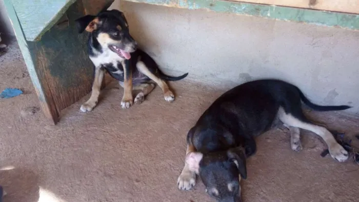 Cachorro ra a Vira lata idade 2 a 6 meses nome Sem nome