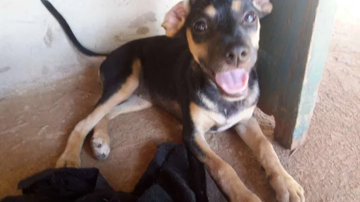 Cachorro ra a Vira lata idade 2 a 6 meses nome Sem nome