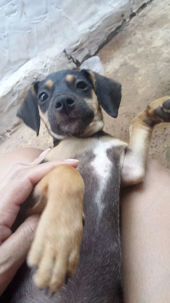 Cachorro ra a Vira lata idade 2 a 6 meses nome Sem nome