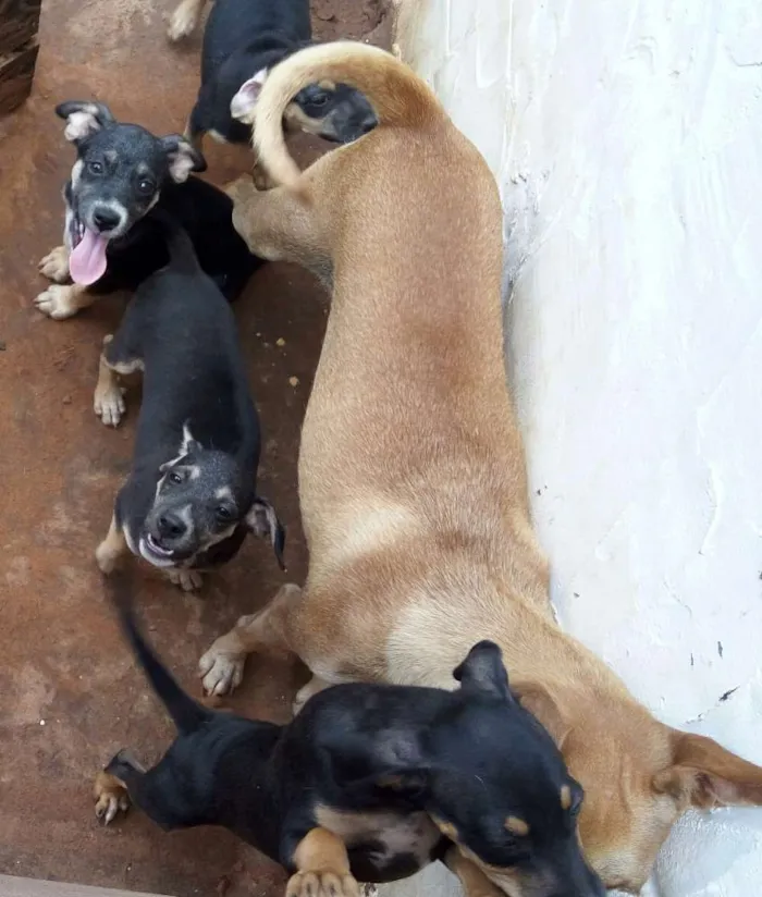Cachorro ra a Vira lata idade 2 a 6 meses nome Sem nome