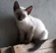 Edy