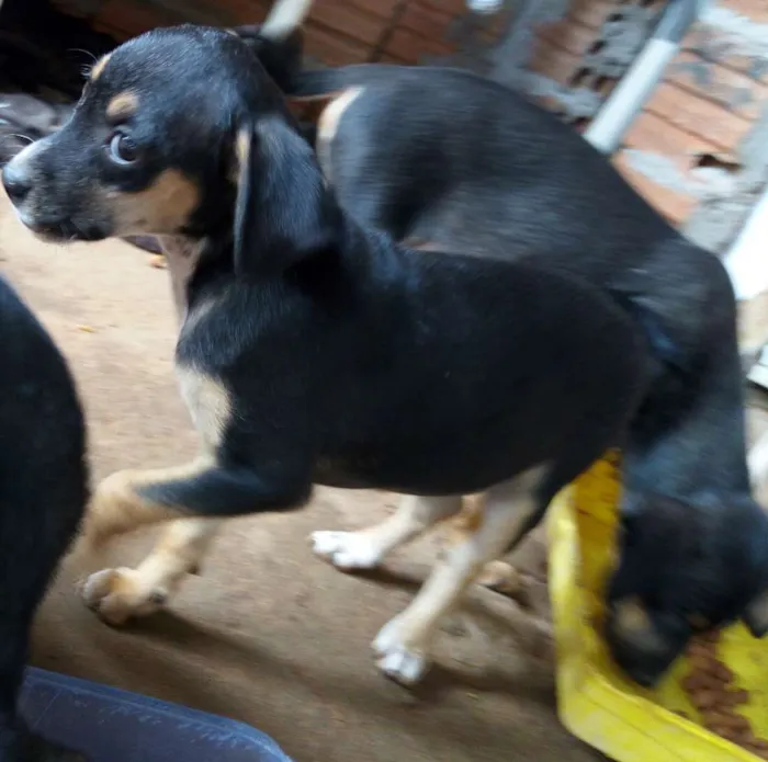 Cachorro ra a Vira lata idade 2 a 6 meses nome Sem nome
