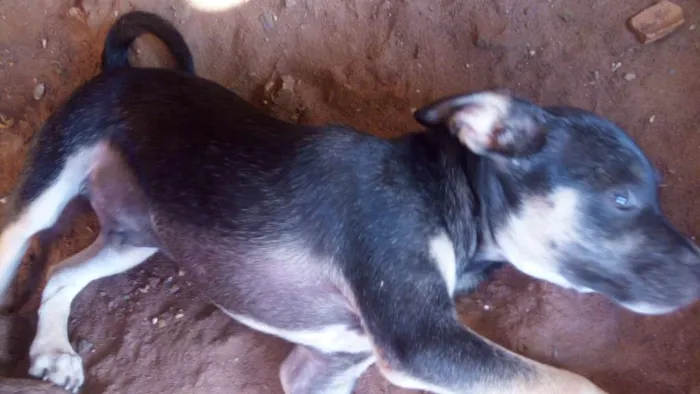 Cachorro ra a Vira lata idade 2 a 6 meses nome Sem nome
