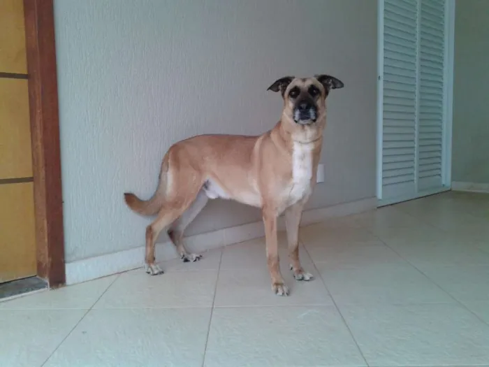 Cachorro ra a mestiço idade 6 ou mais anos nome Falcon