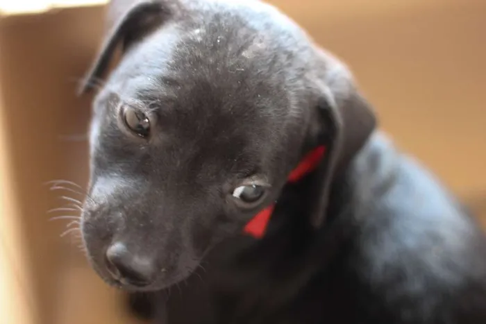 Cachorro ra a SRD idade Abaixo de 2 meses nome Filhotes