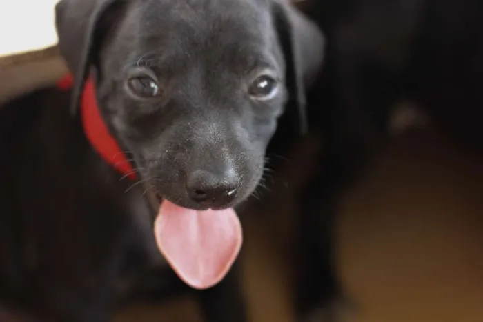 Cachorro ra a SRD idade Abaixo de 2 meses nome Filhotes