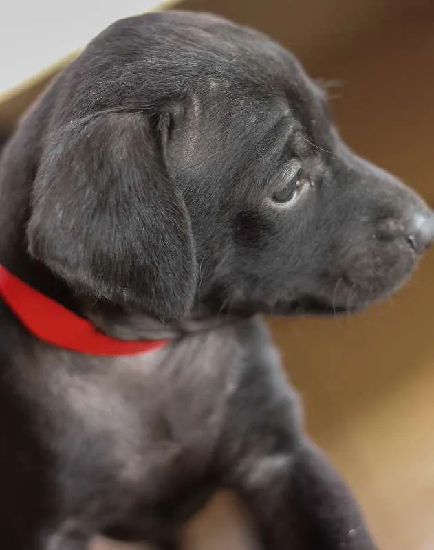 Cachorro ra a SRD idade Abaixo de 2 meses nome Filhotes