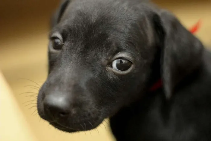 Cachorro ra a SRD idade Abaixo de 2 meses nome Filhotes