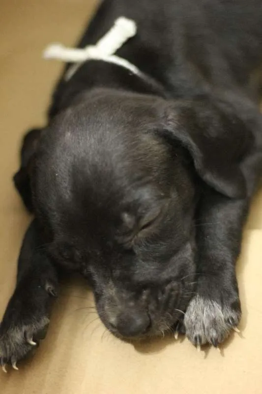 Cachorro ra a SRD idade Abaixo de 2 meses nome Filhotes