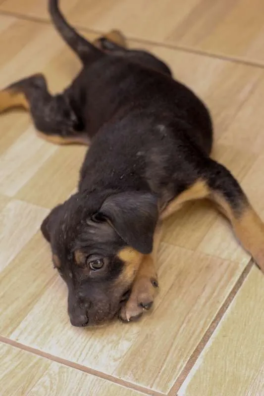 Cachorro ra a SRD idade Abaixo de 2 meses nome Filhotes