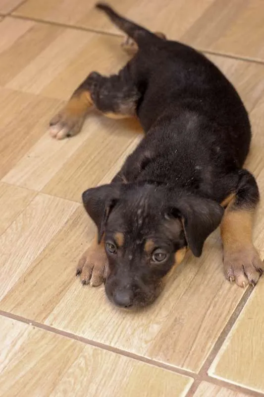 Cachorro ra a SRD idade Abaixo de 2 meses nome Filhotes