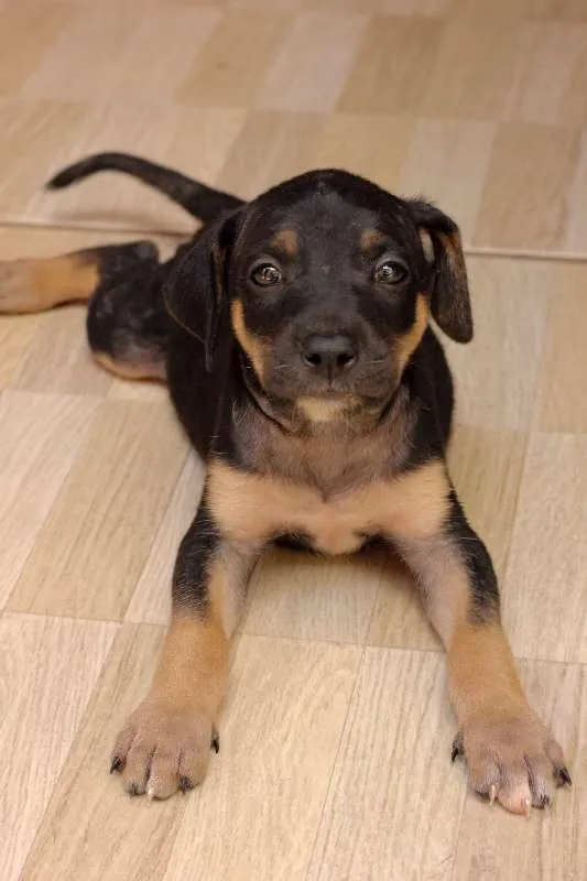 Cachorro ra a SRD idade Abaixo de 2 meses nome Filhotes