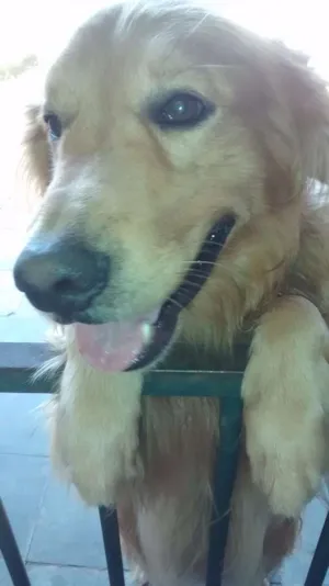 Cachorro raça Golden Retriever idade 3 anos nome Lord