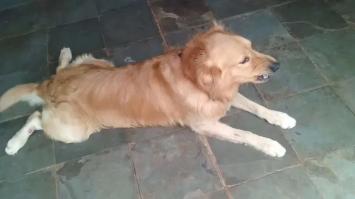 Cachorro raça Golden Retriever idade 3 anos nome Lord
