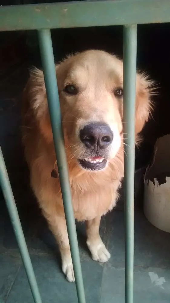 Cachorro raça Golden Retriever idade 3 anos nome Lord