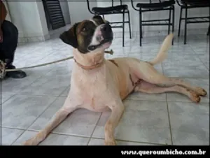 Cachorro raça srd idade 6 ou mais anos nome Pajé