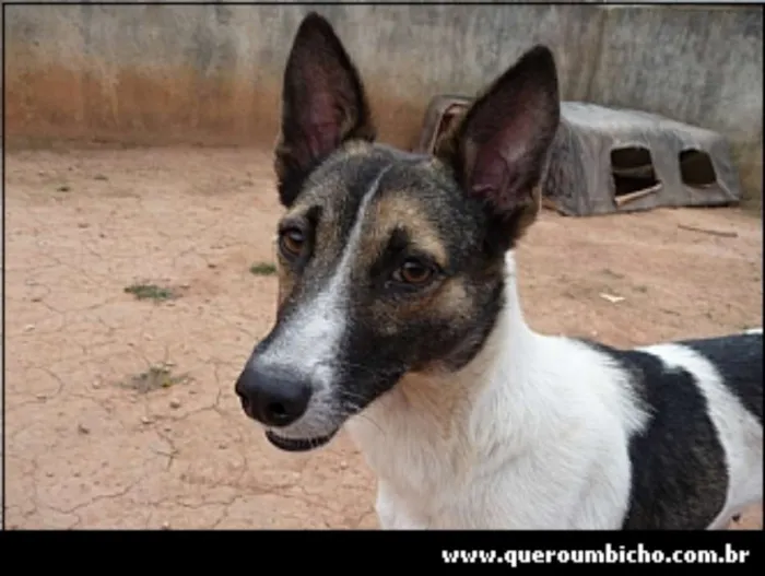Cachorro ra a srd idade 5 anos nome Peteca