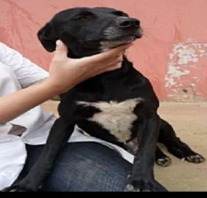 Cachorro raça srd idade 6 ou mais anos nome Cometa