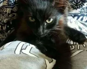 Gato raça Não sei idade 2 a 6 meses nome Não tem