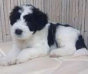 Cachorro raça POODLE MISTURADO idade 2 a 6 meses nome BONNY