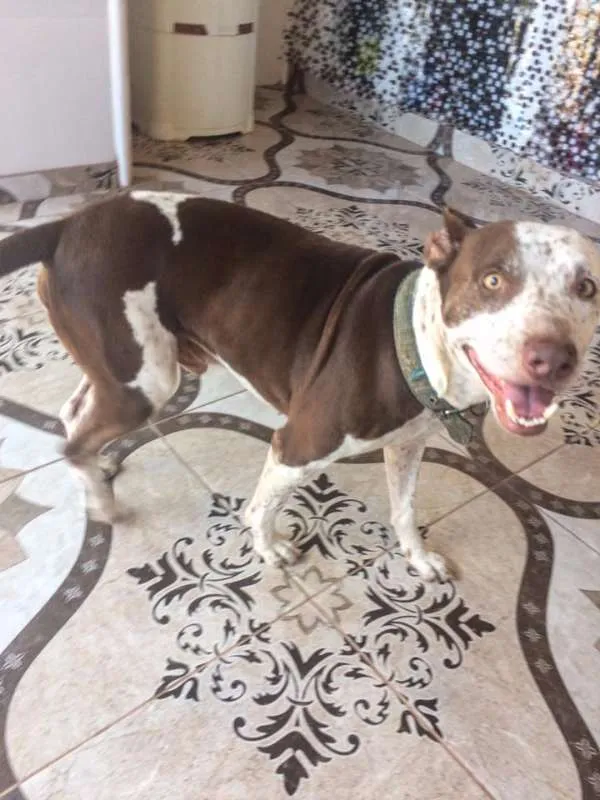 Cachorro raça Pit-Bull e vira lata idade 5 anos nome SASKI