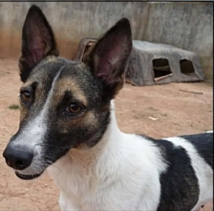 Cachorro ra a srd idade 5 anos nome Peteca