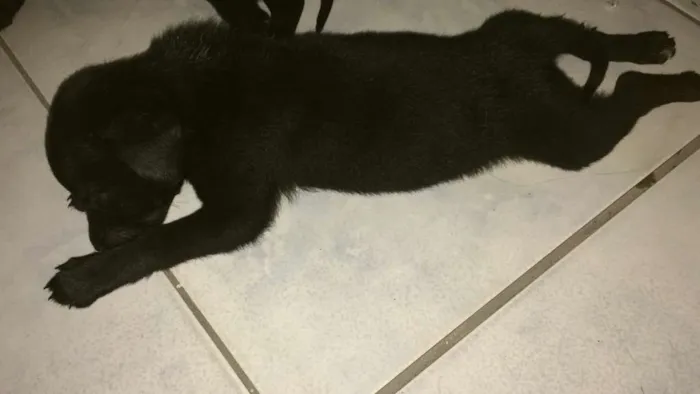 Cachorro ra a SRD idade Abaixo de 2 meses nome Sem nome