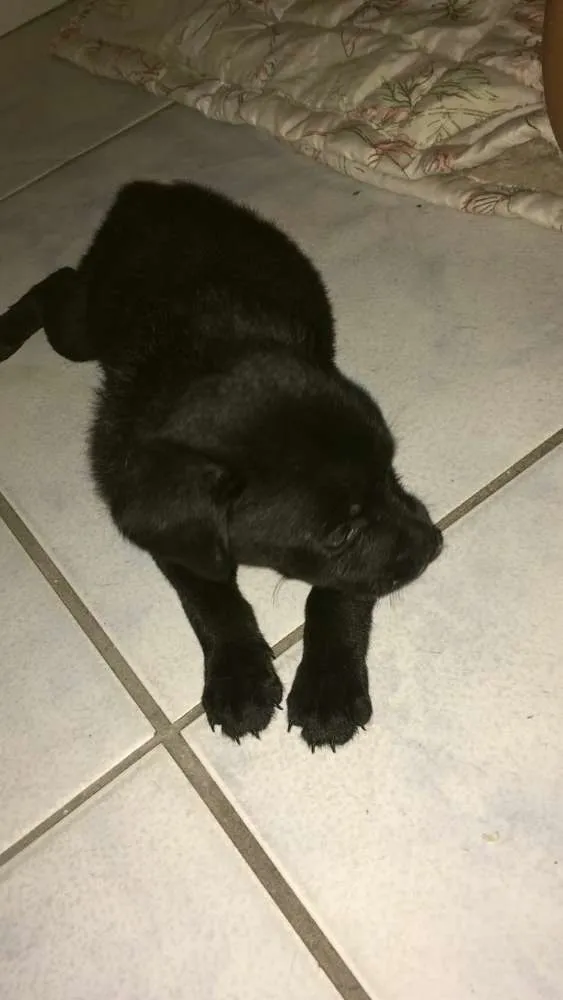 Cachorro ra a SRD idade Abaixo de 2 meses nome Sem nome