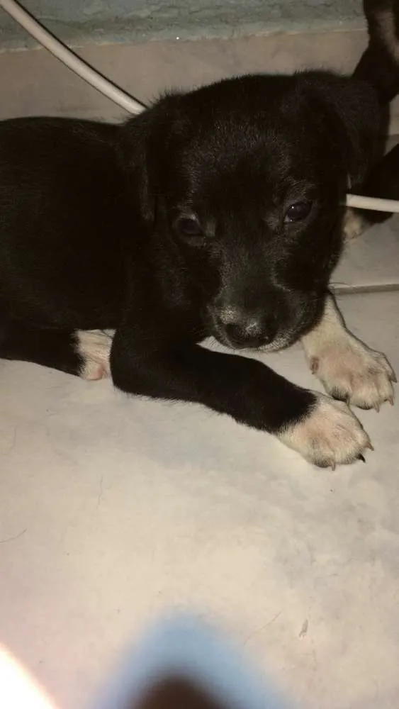 Cachorro ra a SRD idade Abaixo de 2 meses nome Sem nome