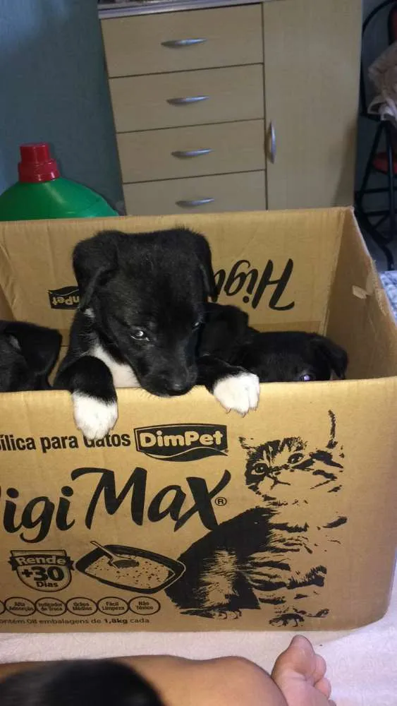Cachorro ra a SRD idade Abaixo de 2 meses nome Sem nome
