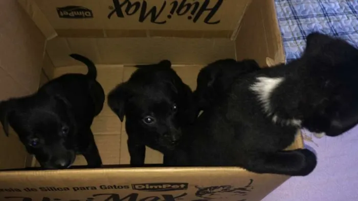 Cachorro ra a SRD idade Abaixo de 2 meses nome Sem nome