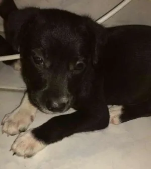 Cachorro raça SRD idade Abaixo de 2 meses nome Sem nome