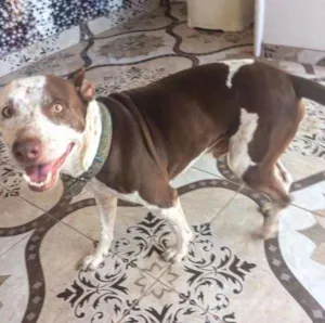 Cachorro raça Pit-Bull e vira lata idade 5 anos nome SASKI