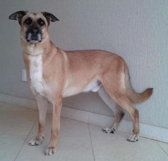 Cachorro ra a mestiço idade 6 ou mais anos nome Falcon