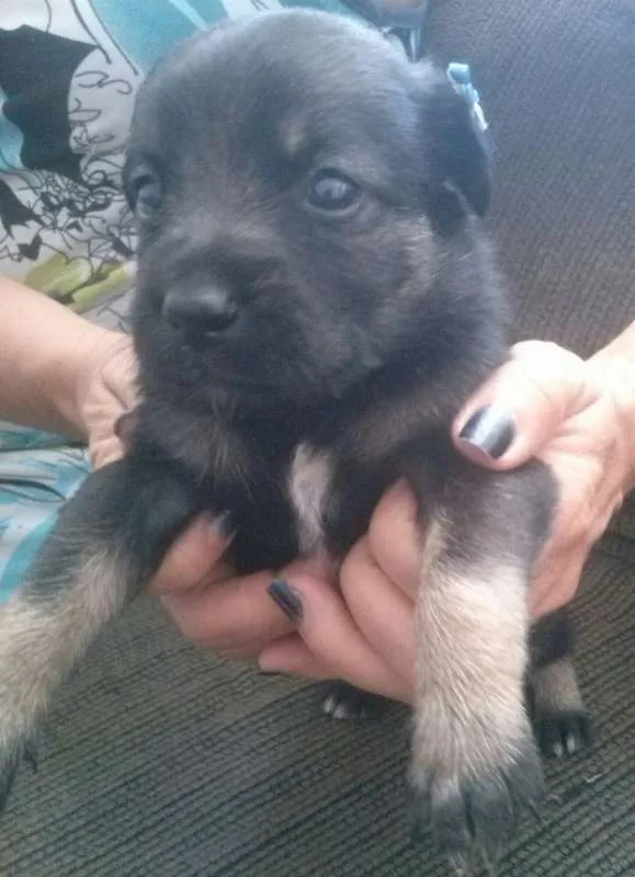 Cachorro ra a Vira lata idade Abaixo de 2 meses nome Sem nome