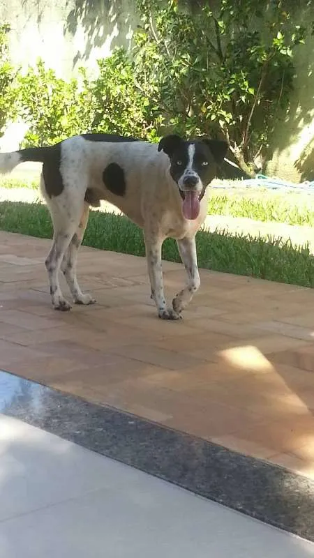 Cachorro ra a  idade  nome Não sei