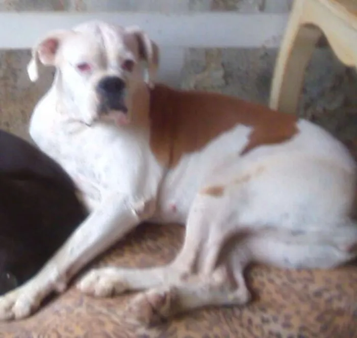 Cachorro ra a boxer idade 6 ou mais anos nome Minnie