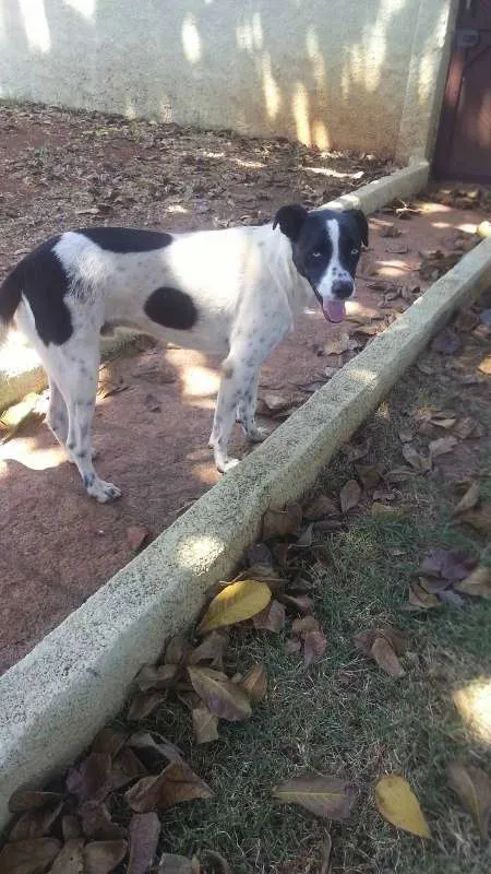 Cachorro ra a  idade  nome Não sei