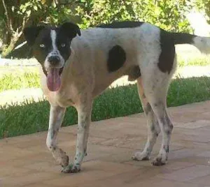 Cachorro raça  idade  nome Não sei