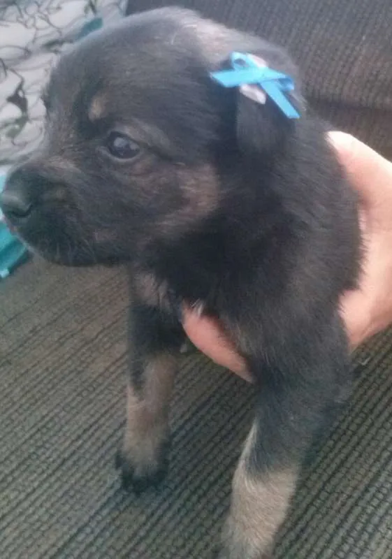 Cachorro ra a Vira lata idade Abaixo de 2 meses nome Sem nome