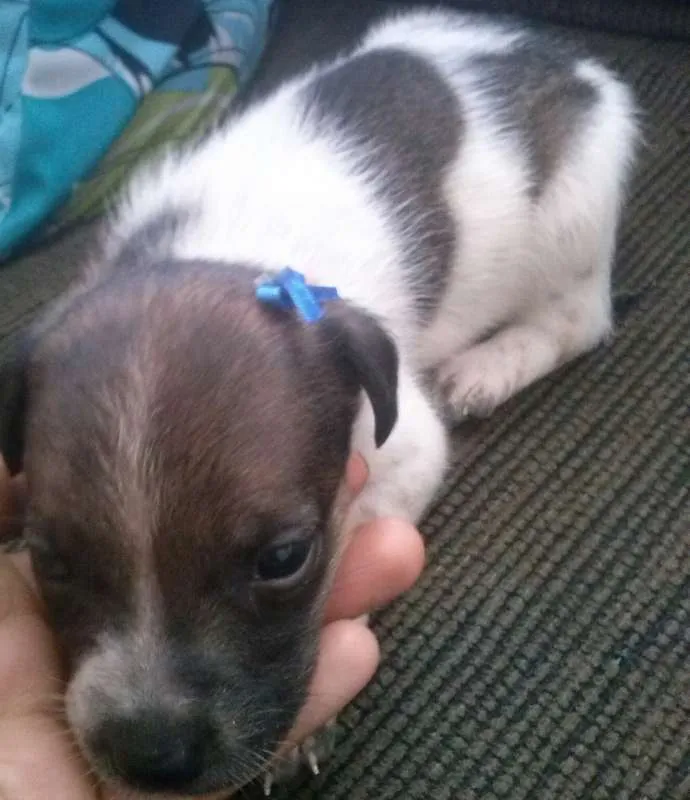Cachorro ra a Vira lata idade Abaixo de 2 meses nome Sem nome