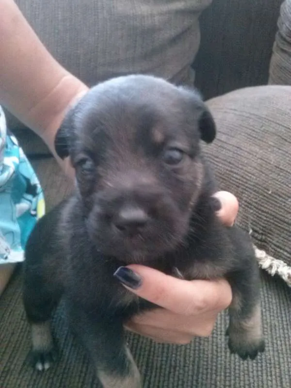 Cachorro ra a Vira lata idade Abaixo de 2 meses nome Sem nome