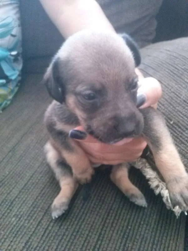 Cachorro ra a Vira lata idade Abaixo de 2 meses nome Sem nome